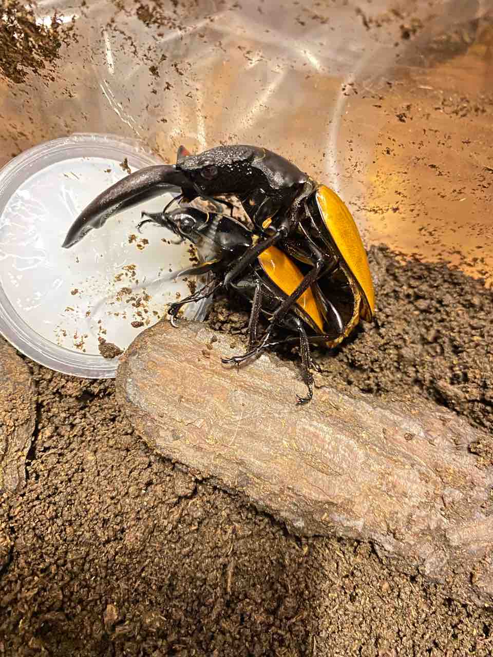 ボーレンホーベンツヤクワガタ 飼育記 (2サイクル目) : テツのツヤクワ