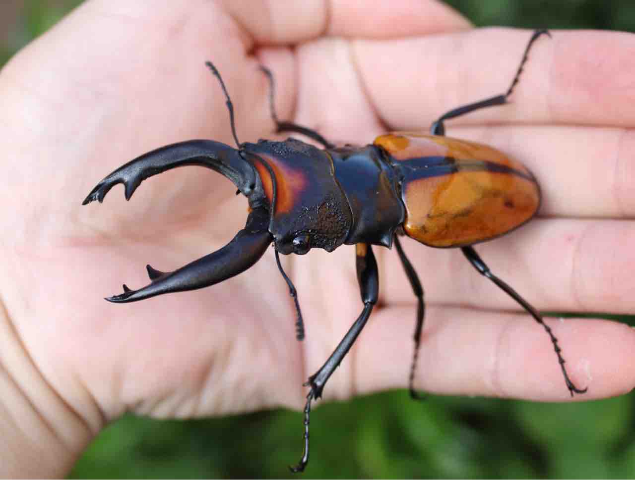 ボーレンホーベンツヤクワガタ 飼育記 (2サイクル目) : テツの