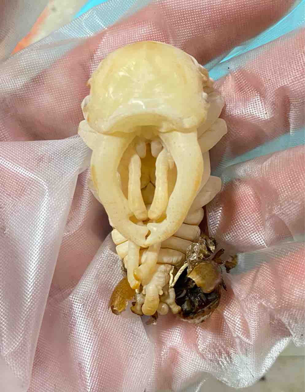 クベラツヤクワガタ (原名亜種)飼育記 : テツのツヤクワ素人飼育