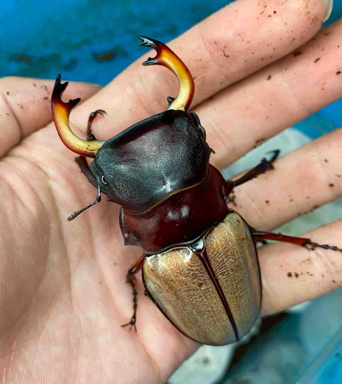 フェモラリスツヤクワガタ （原名亜種） 飼育記 : テツの