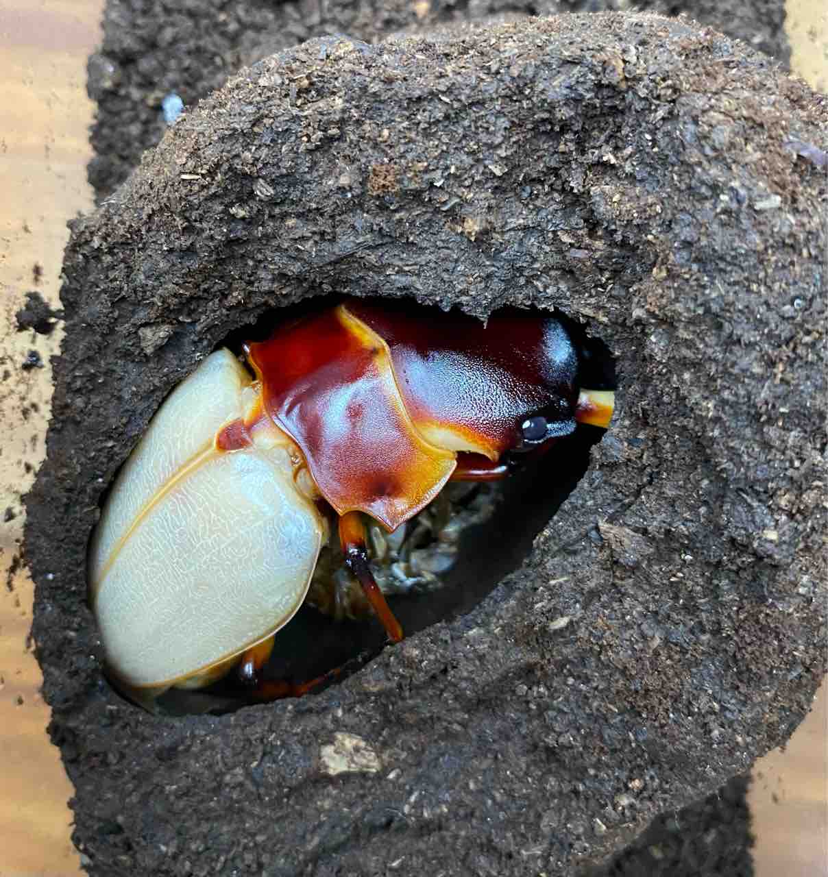 フェモラリスツヤクワガタ （原名亜種） 飼育記 : テツの
