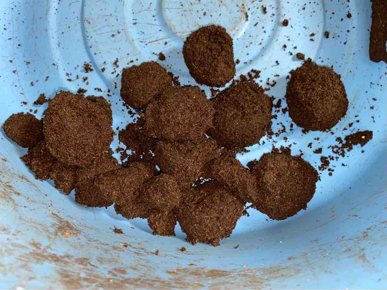 クベラツヤクワガタ (fallaciosa) タイ産 飼育記 : テツの クベラツヤクワガタ (fallaciosa) タイ産 飼育記 : テツの