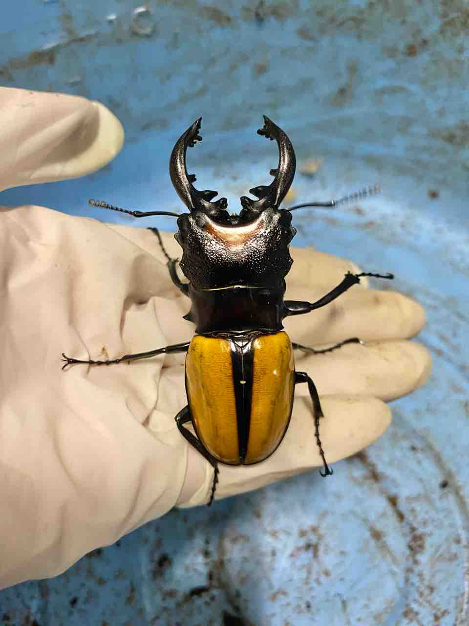 ボーレンホーベンツヤクワガタ 飼育記 と レコード報告 : テツの ボーレンホーベンツヤクワガタ 飼育記 と レコード報告 : テツの