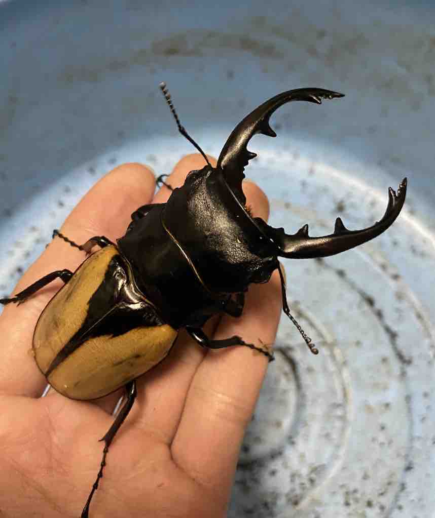 ブルマイスターツヤクワガタ 飼育記(2020~2021) : テツの ブルマイスターツヤクワガタ 飼育記(2020~2021) : テツの