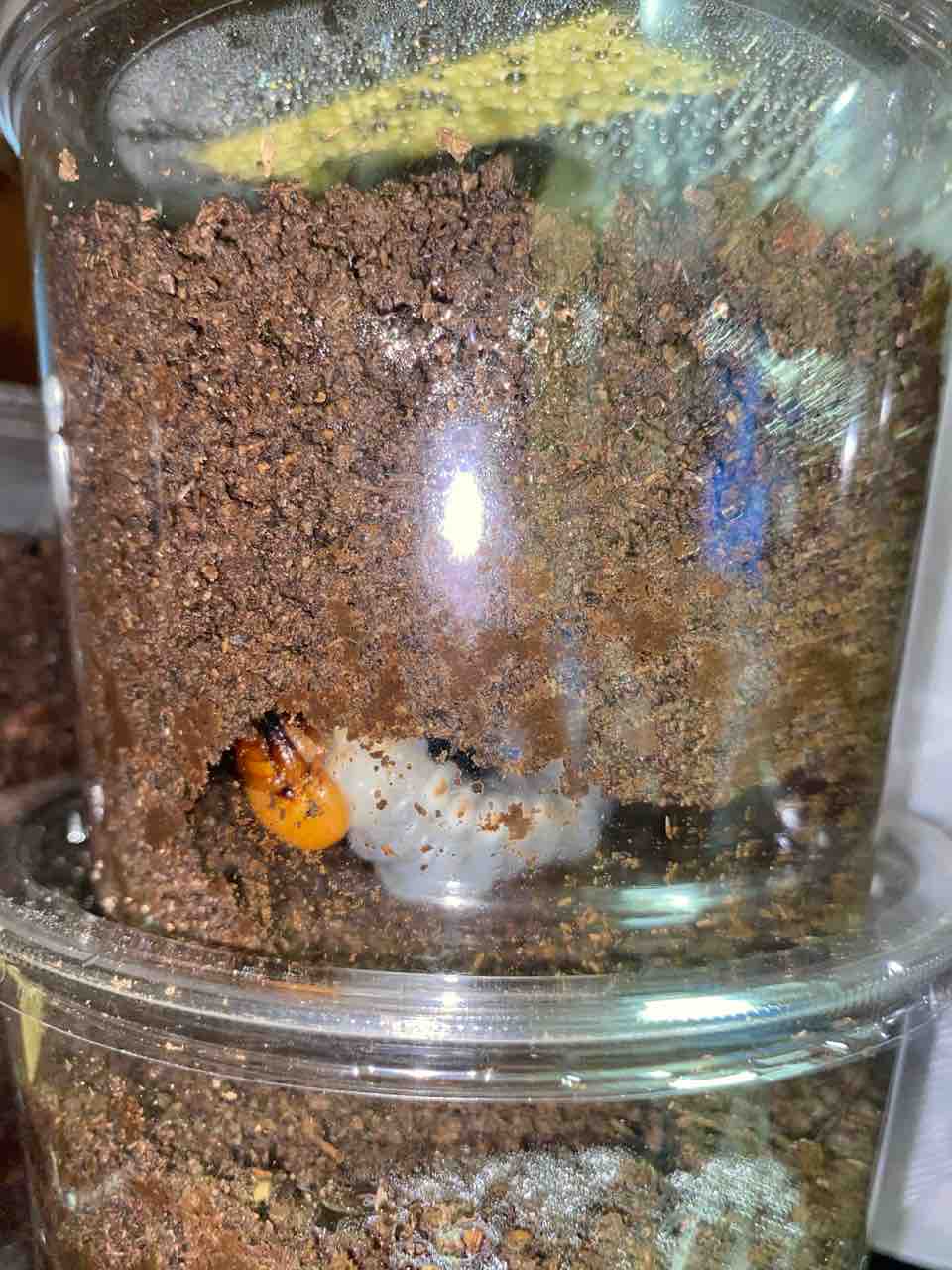 ボーレンホーベンツヤクワガタ 飼育記 と レコード報告 : テツの