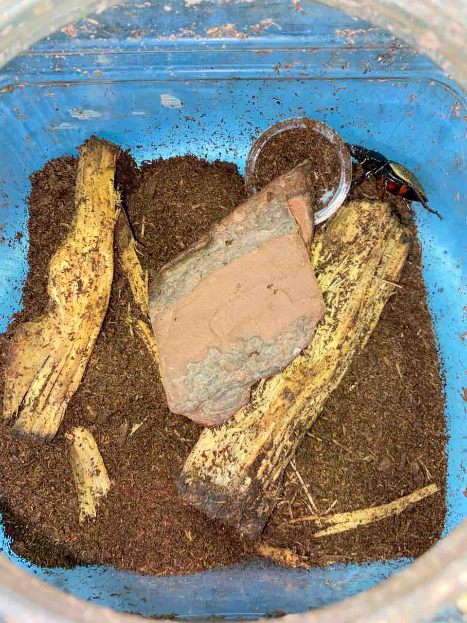 フェモラリツヤクワガタ(原名亜種）♂野外標本 フェモラリスツヤクワガタ （原名亜種） 飼育記 : テツの