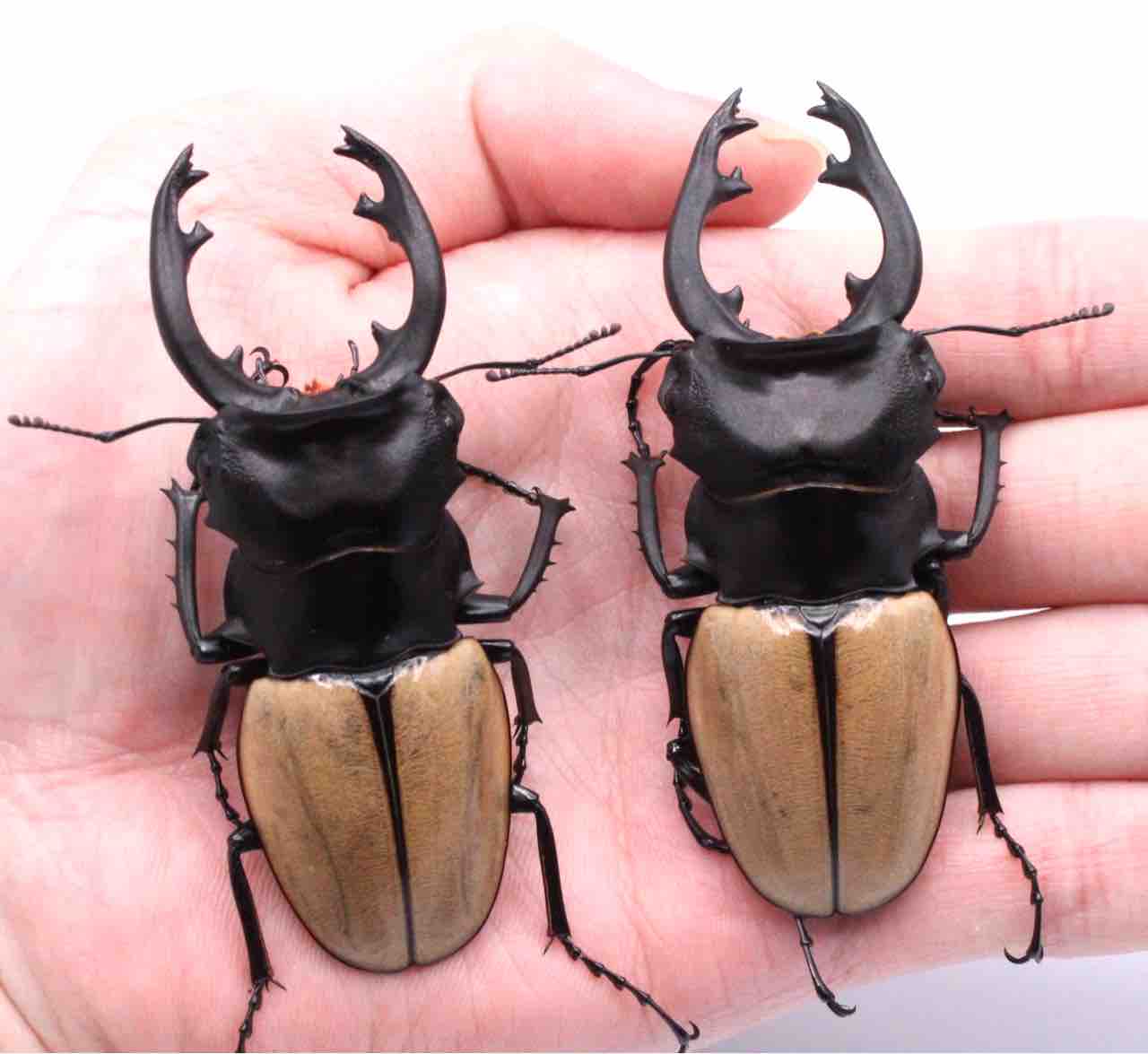 モウホツヤクワガタ (elegans) 飼育記 (2サイクル目) : テツのツヤクワ