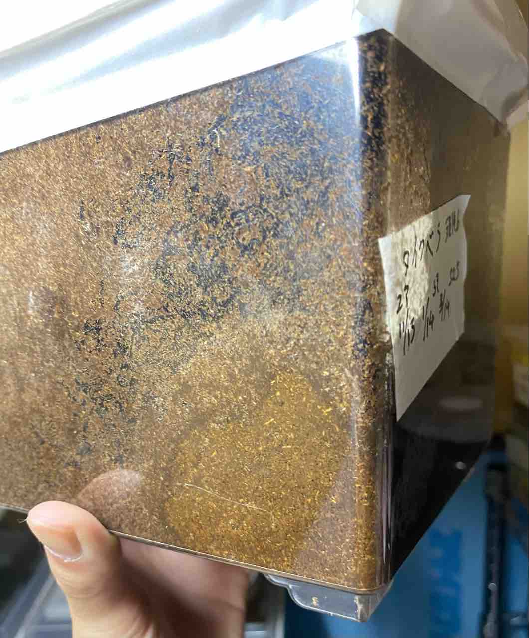 クベラツヤクワガタ (fallaciosa) タイ産 飼育記 : テツの クベラツヤクワガタ (fallaciosa) タイ産 飼育記 : テツの