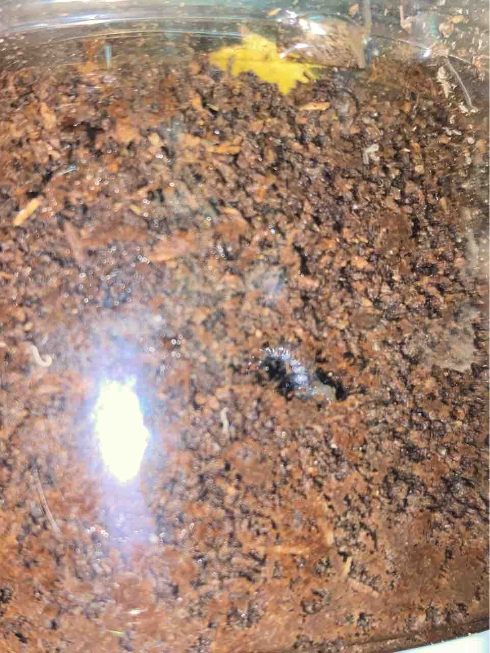 ボーレンホーベンツヤクワガタ 飼育記 (2サイクル目) : テツの ボーレンホーベンツヤクワガタ 飼育記 (2サイクル目) : テツの