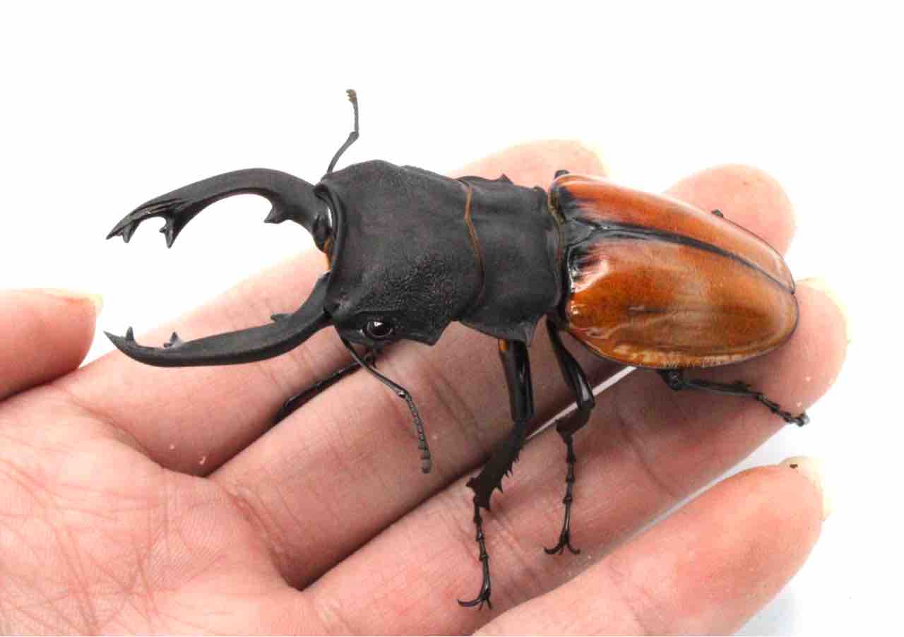 モウホツヤクワガタ (原名亜種) 飼育記 : テツのツヤクワ素人飼育