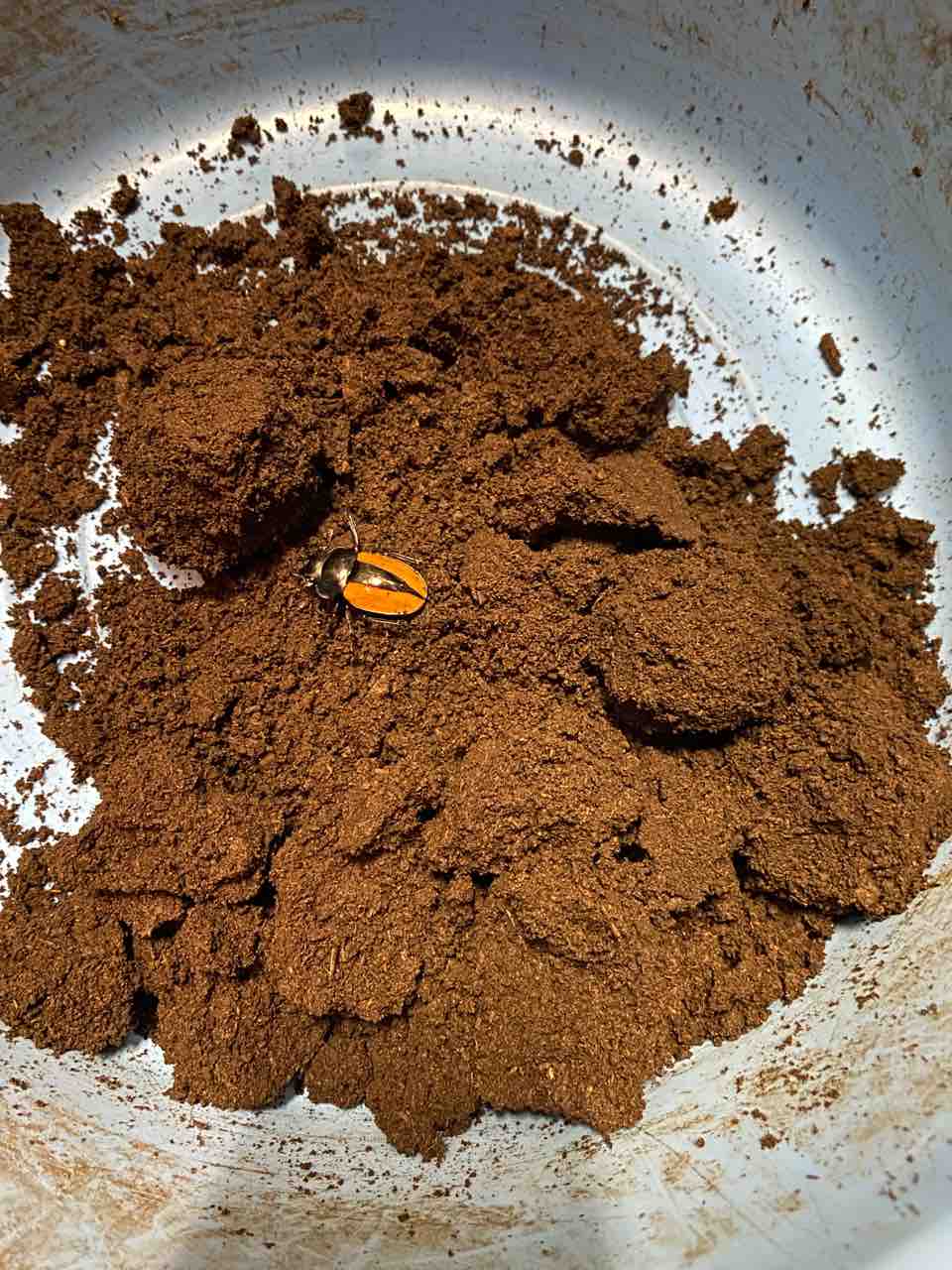 ボーレンホーベンツヤクワガタ 飼育記 (2サイクル目) : テツのツヤクワ