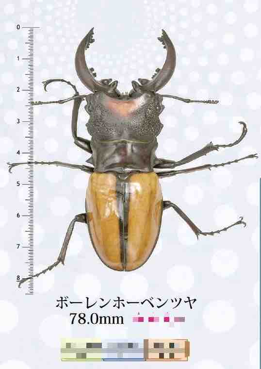 ボーレンホーベンツヤクワガタ 飼育記 と レコード報告 : テツの ボーレンホーベンツヤクワガタ 飼育記 と レコード報告 : テツの