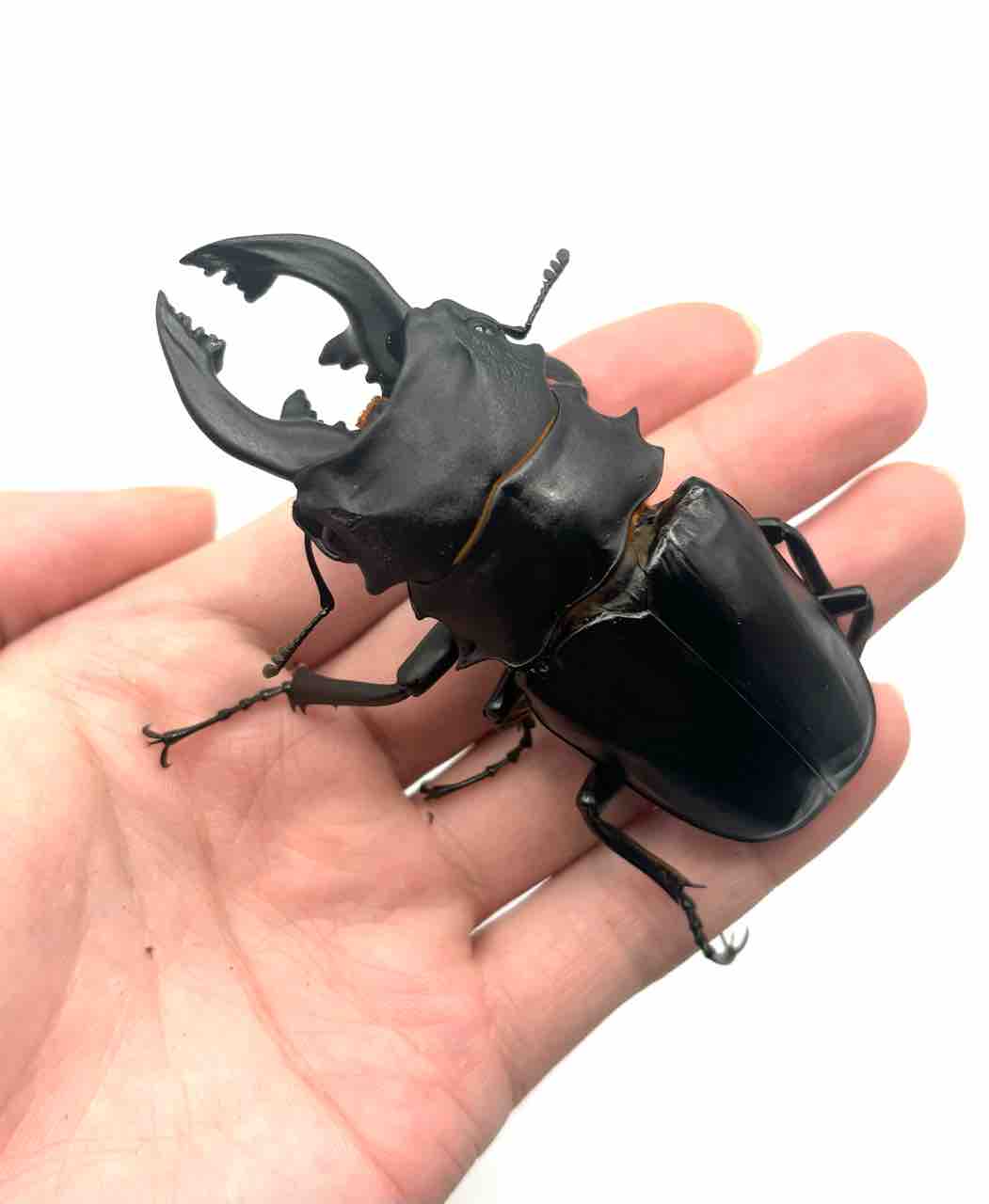 アルケスツヤクワガタ 標本 アルケスツヤクワガタ (フィリピン共和国カタンドゥアネス島産