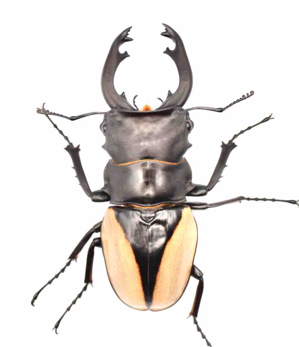 クベラツヤクワガタ 標本 ツヤクワガタ 標本 セット - メルカリ