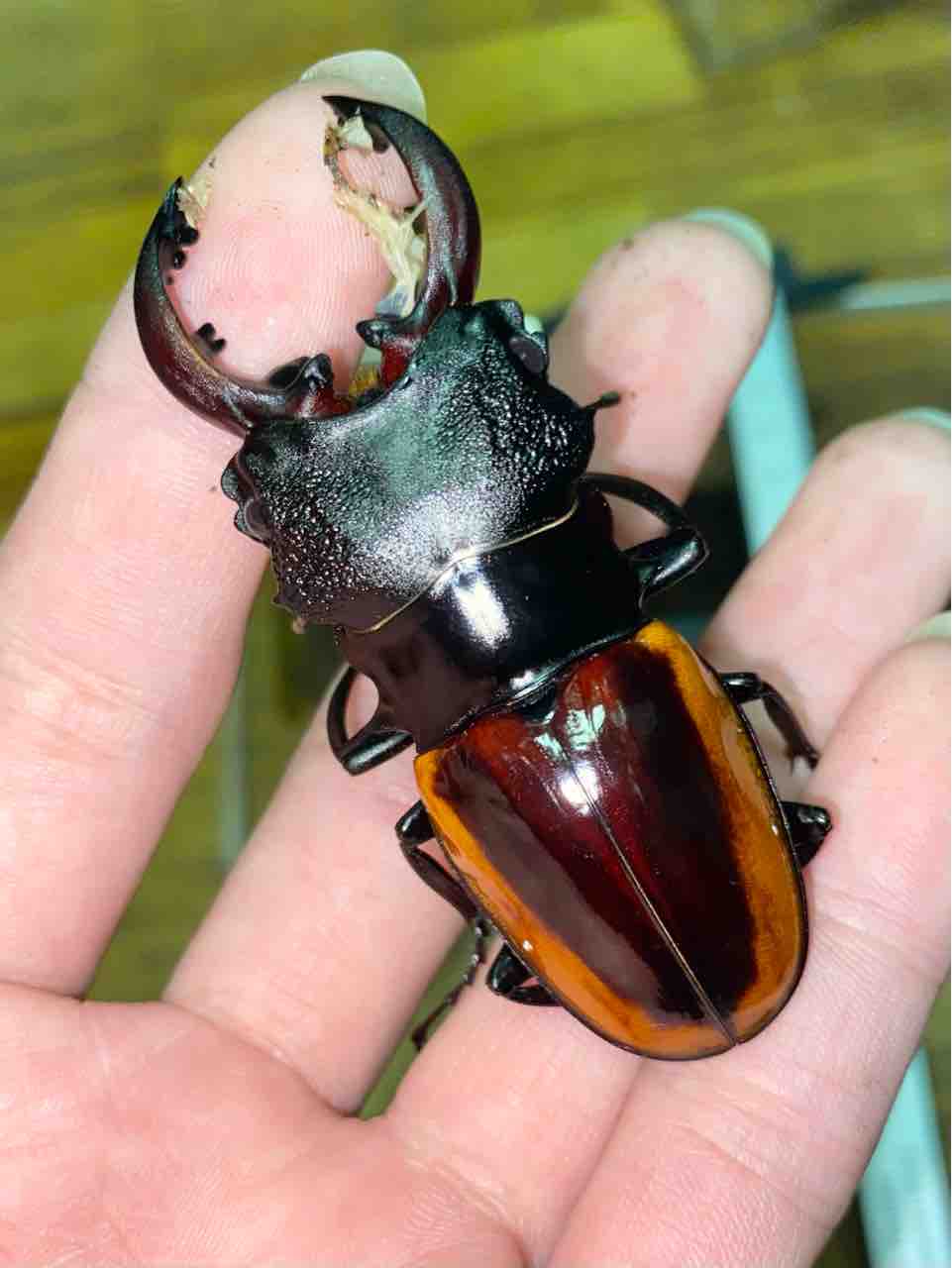 ワラストンツヤクワガタ 飼育記 と レコード報告 : テツの ワラストンツヤクワガタ 飼育記 と レコード報告 : テツの
