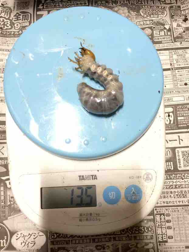 ボーレンホーベンツヤクワガタ 標本 ボーレンホーベンツヤクワガタ 飼育記 (2サイクル目) : テツの