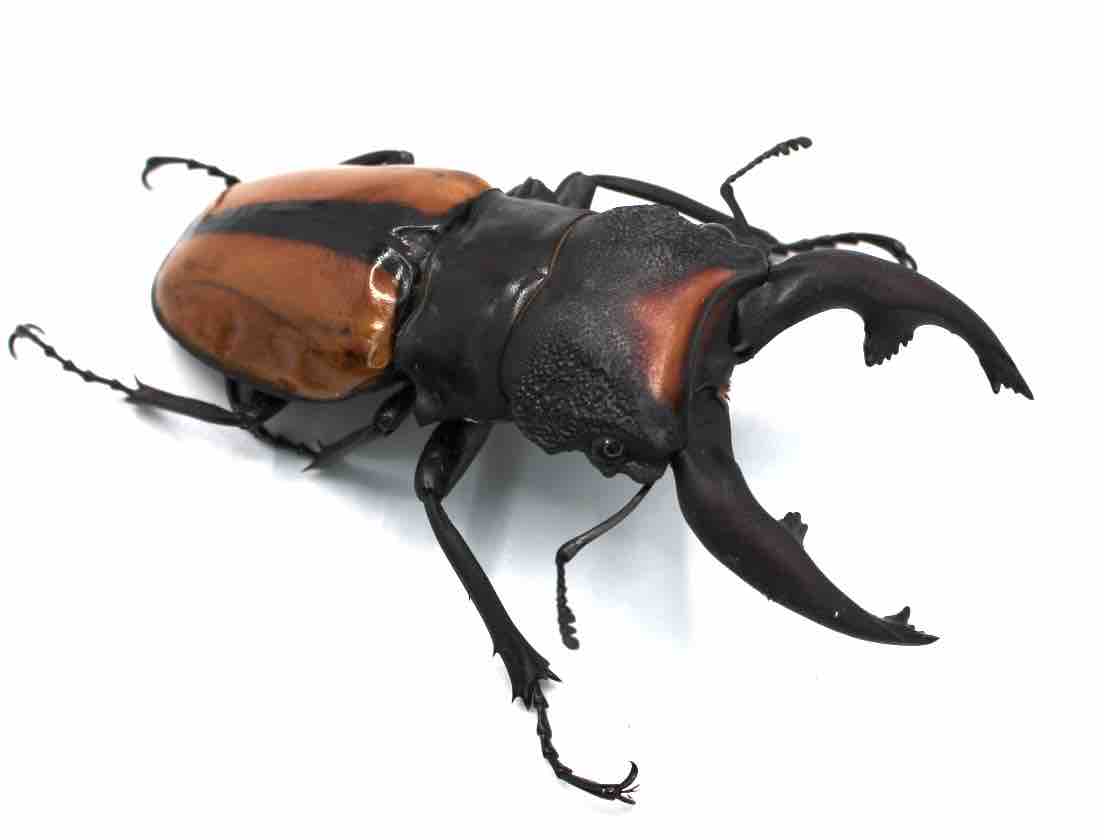 ボーレンホーベンツヤクワガタ 飼育記 (2サイクル目) : テツの ボーレンホーベンツヤクワガタ 飼育記 (2サイクル目) : テツの