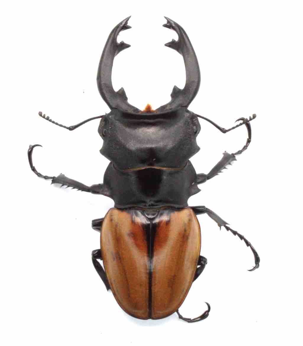 モウホツヤクワガタ (原名亜種) 飼育記 : テツのツヤクワ素人飼育