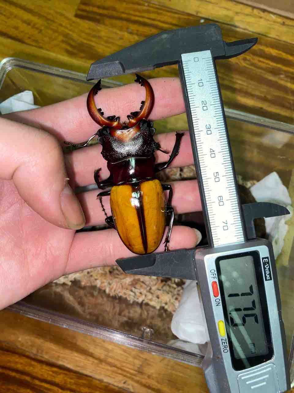 ボーレンホーベンツヤクワガタ 2令〜3令 幼虫3頭