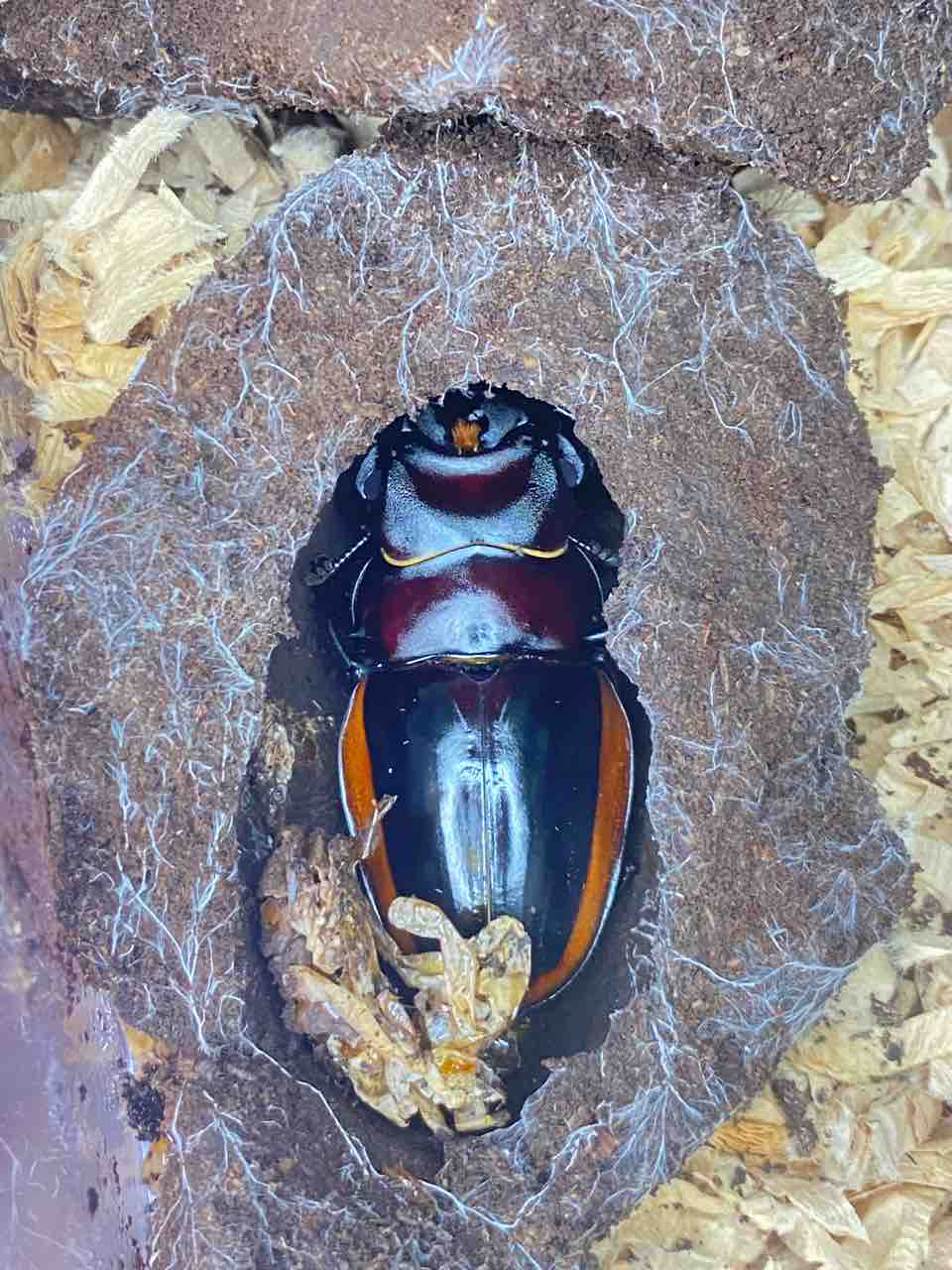 クベラツヤクワガタ (fallaciosa) タイ産 飼育記 : テツの クベラツヤクワガタ (fallaciosa) タイ産 飼育記 : テツの