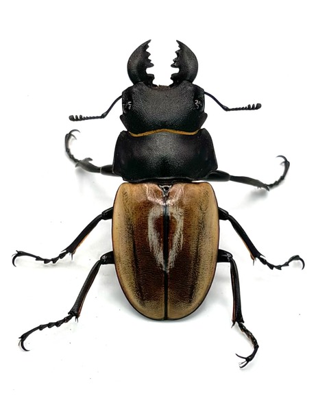 大型カステルナウツヤクワガタ カステルナウツヤクワガタ 極太の顎と 背中のクリーム色 が特徴的な