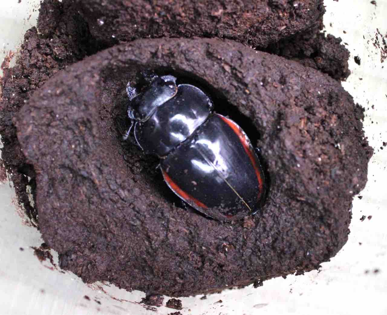 クベラツヤクワガタ (fallaciosa) タイ産 飼育記 : テツの クベラツヤクワガタ (fallaciosa) タイ産 飼育記 : テツの