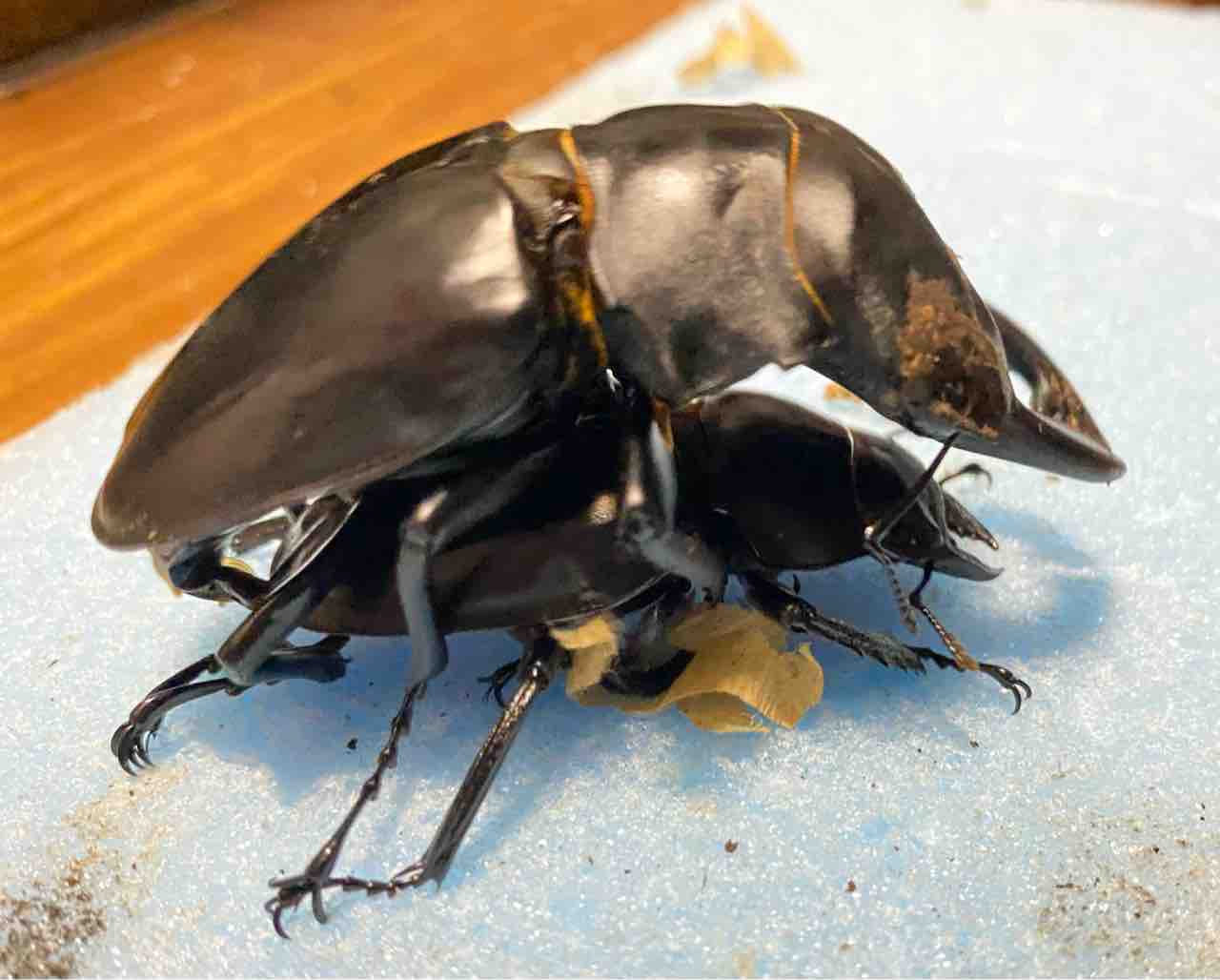 アルケスツヤクワガタ 標本 アルケスツヤクワガタ (フィリピン共和国カタンドゥアネス島産