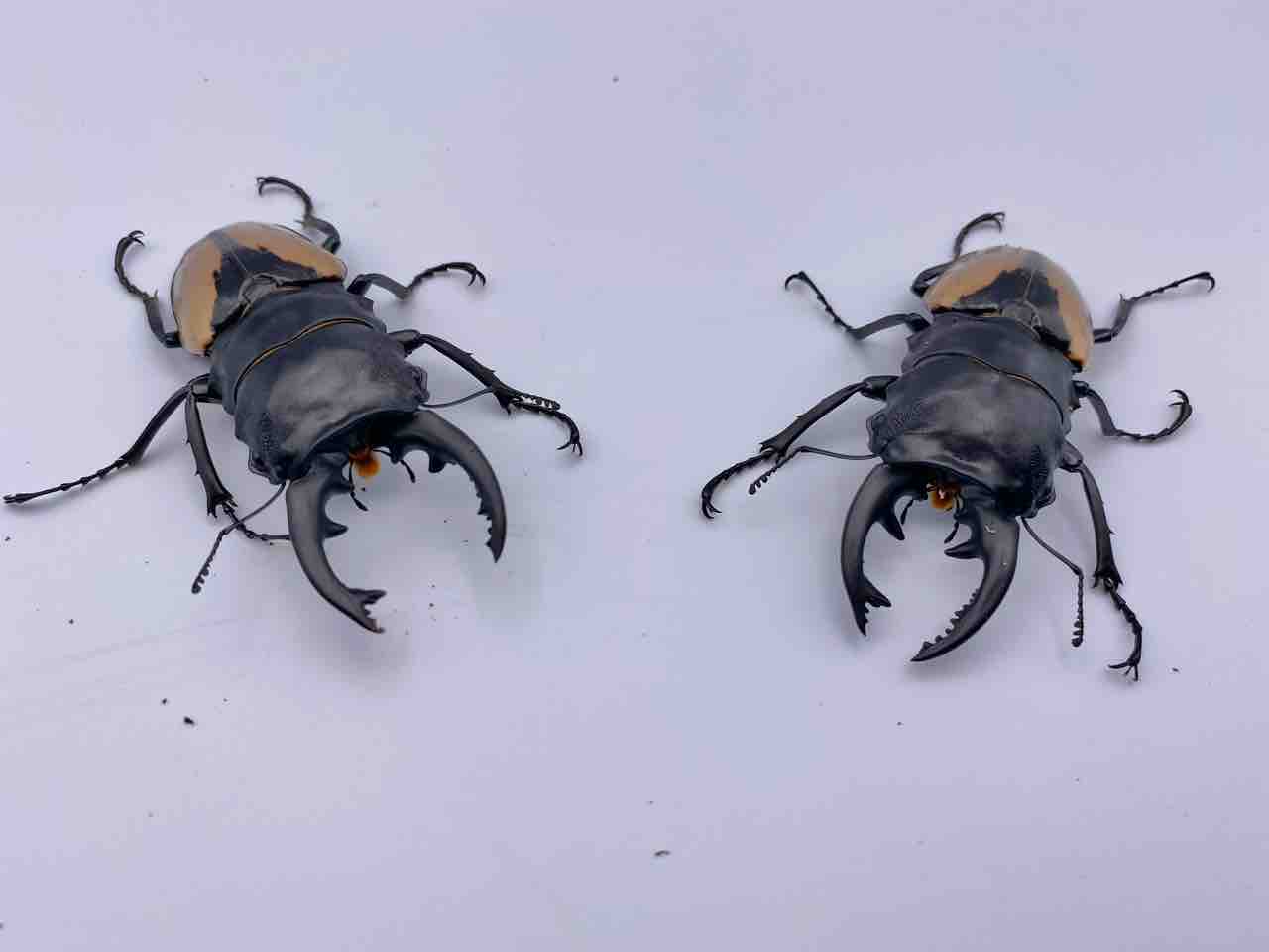ブルマイスターツヤクワガタ 飼育記(2020~2021) : テツの ブルマイスターツヤクワガタ 飼育記(2020~2021) : テツの