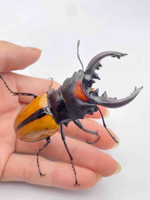 ボーレンホーベンツヤクワガタ 標本 ボーレンホーベンツヤクワガタ 標本