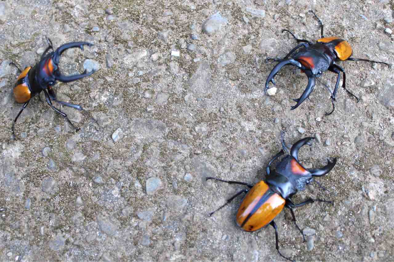 ボーレンホーベンツヤクワガタ 飼育記 (2サイクル目) : テツの ボーレンホーベンツヤクワガタ 飼育記 (2サイクル目) : テツの