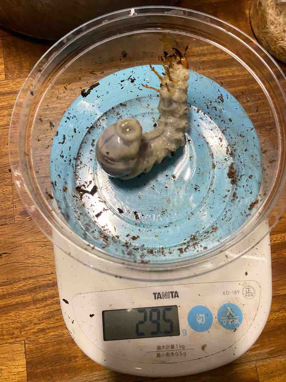 ボーレンホーベンツヤクワガタ 飼育記 と レコード報告 : テツの