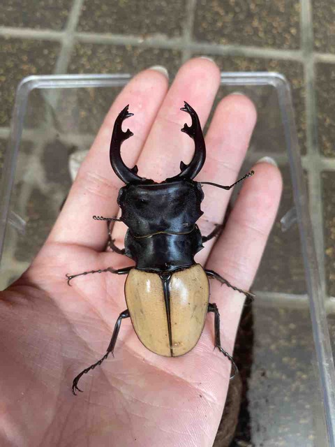 モウホツヤクワガタ (elegans)飼育記 : テツのツヤクワ素人飼育