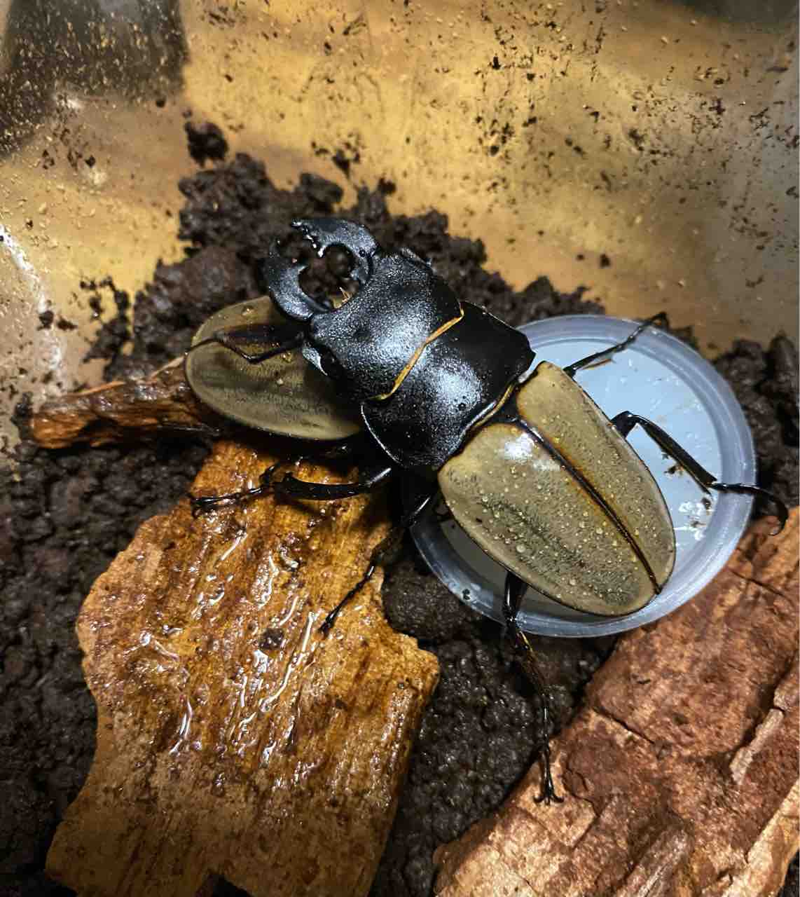 カステルナウツヤクワガタ (スマトラ) 飼育記 : テツのツヤクワ カステルナウツヤクワガタ (スマトラ) 飼育記 : テツのツヤクワ