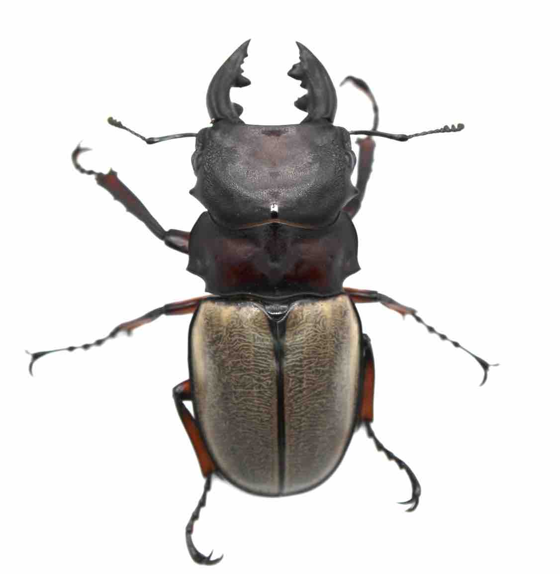 昆虫標本】フェモラリスツヤクワガタ原名亜種 短歯82㍉ 羨ましかっ 昆虫標本】フェモラリスツヤクワガタ原名亜種 短歯82㍉ 羨ましかっ