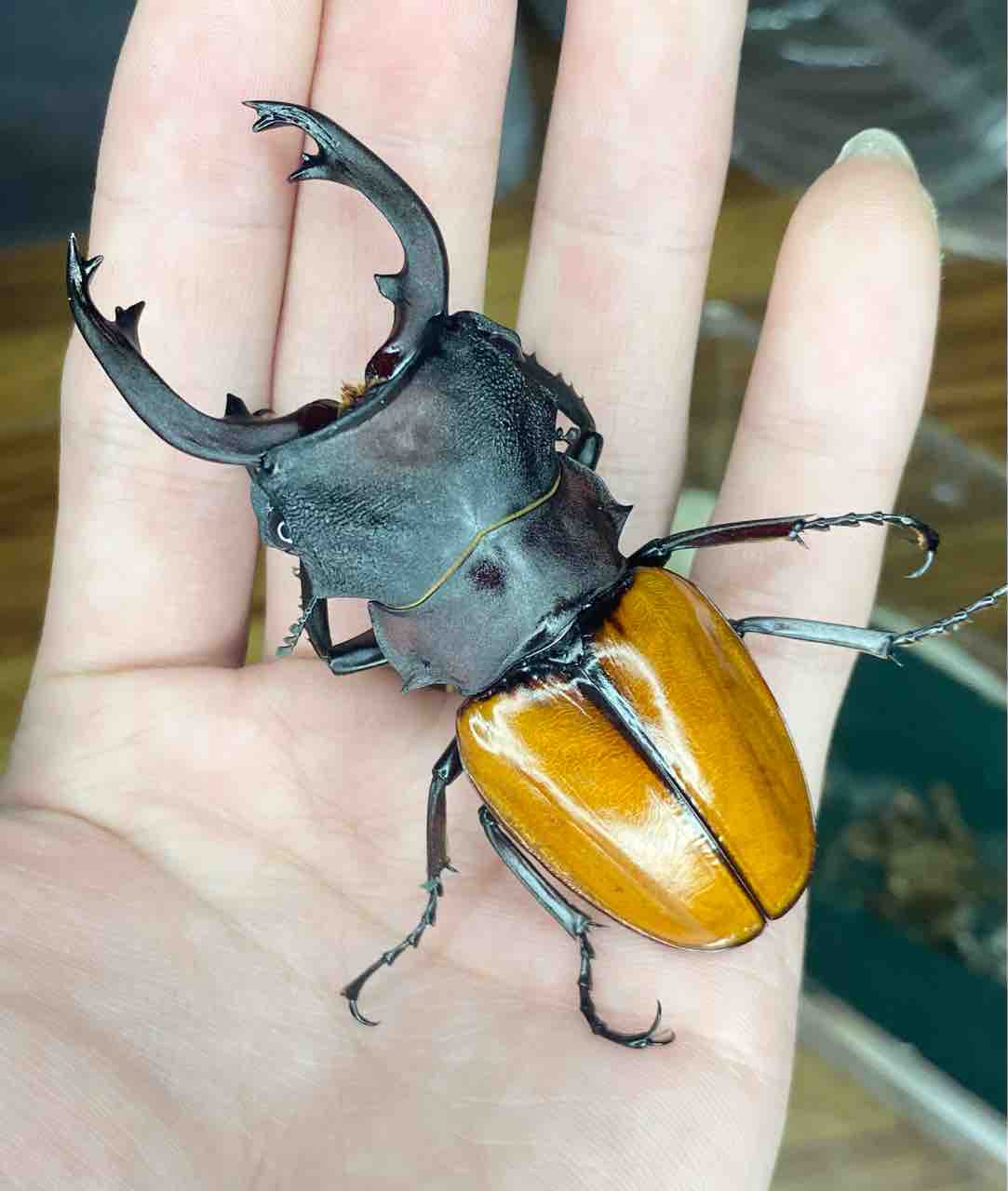 モウホツヤクワガタ (原名亜種) 飼育記 : テツのツヤクワ素人飼育