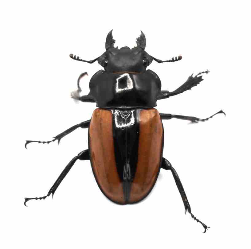 ボーレンホーベンツヤクワガタ 飼育記 (2サイクル目) : テツの ボーレンホーベンツヤクワガタ 飼育記 (2サイクル目) : テツの