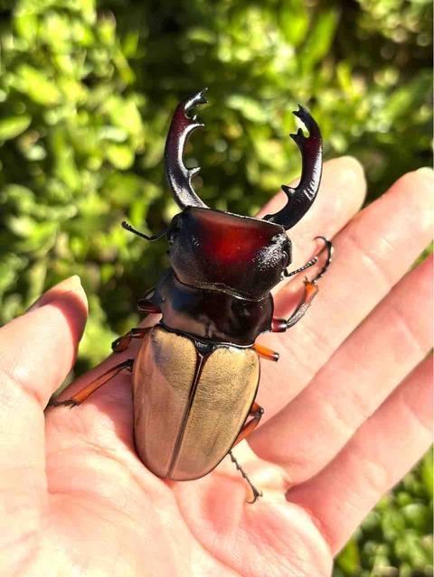 フェモラリスツヤクワガタ (waterstradti) 飼育記 (2サイクル目