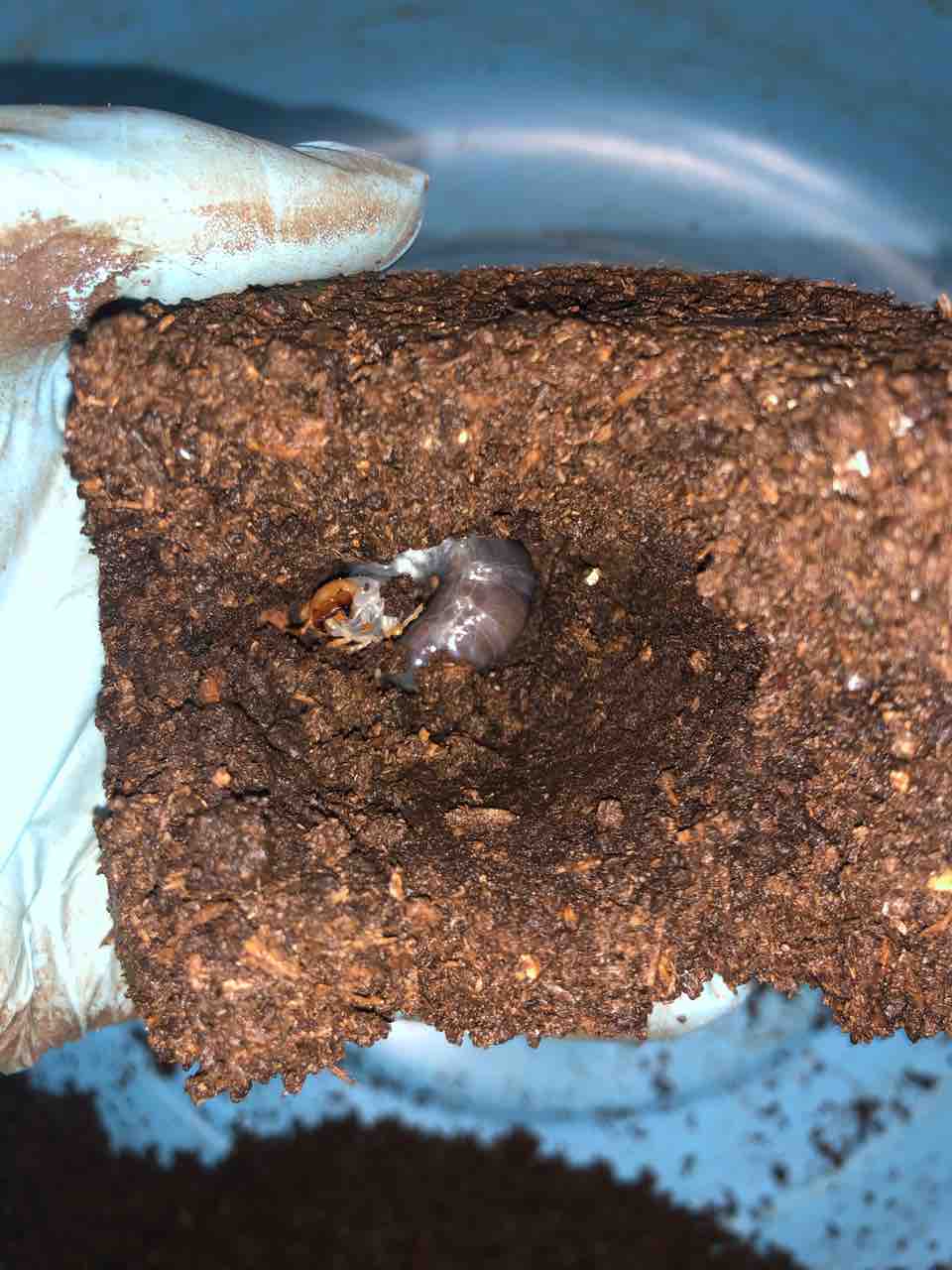 ボーレンホーベンツヤクワガタ 標本 ボーレンホーベンツヤクワガタ産卵セット割出し2回目。 | Matilda