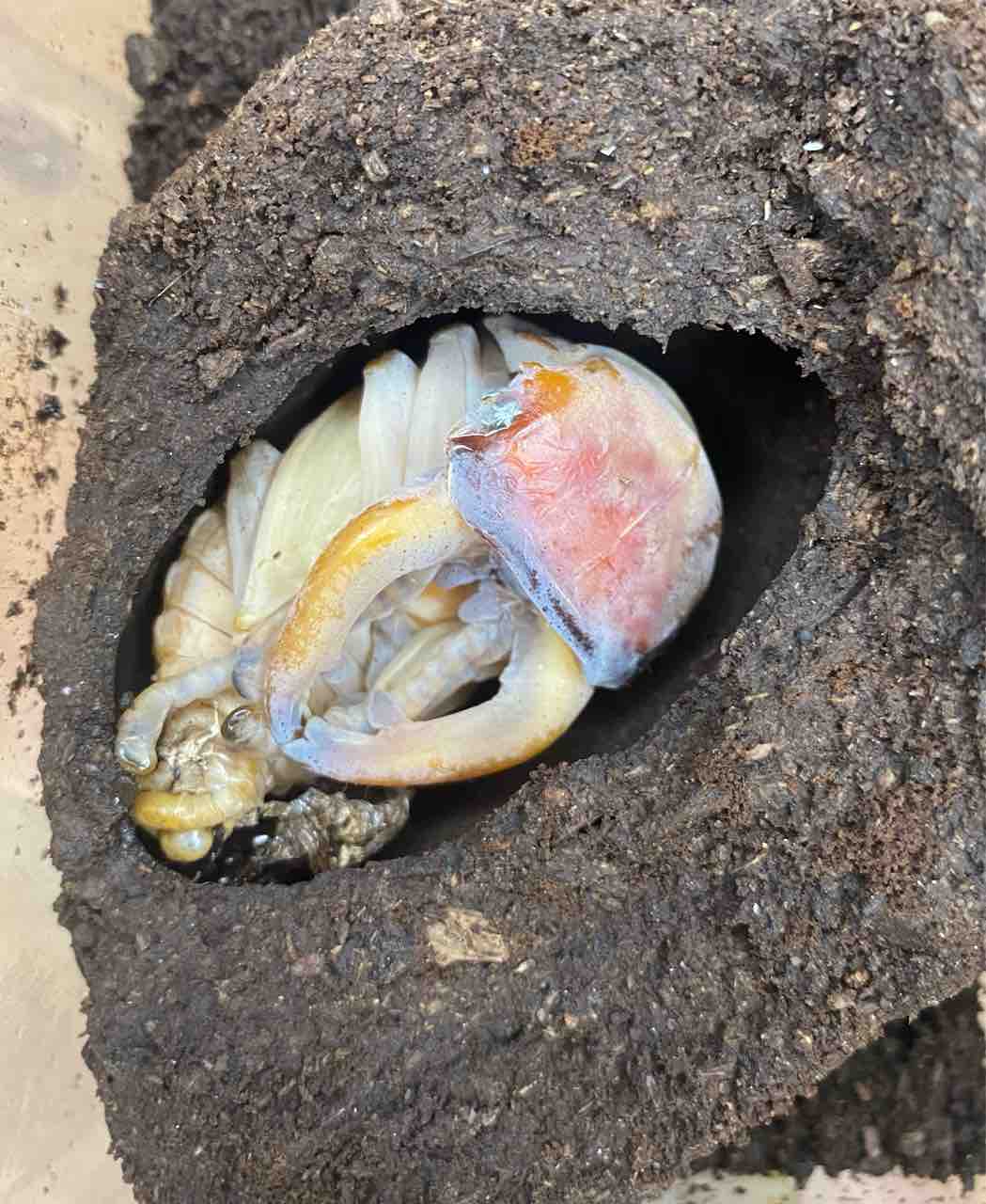 フェモラリスツヤクワガタ （原名亜種） 飼育記 : テツの