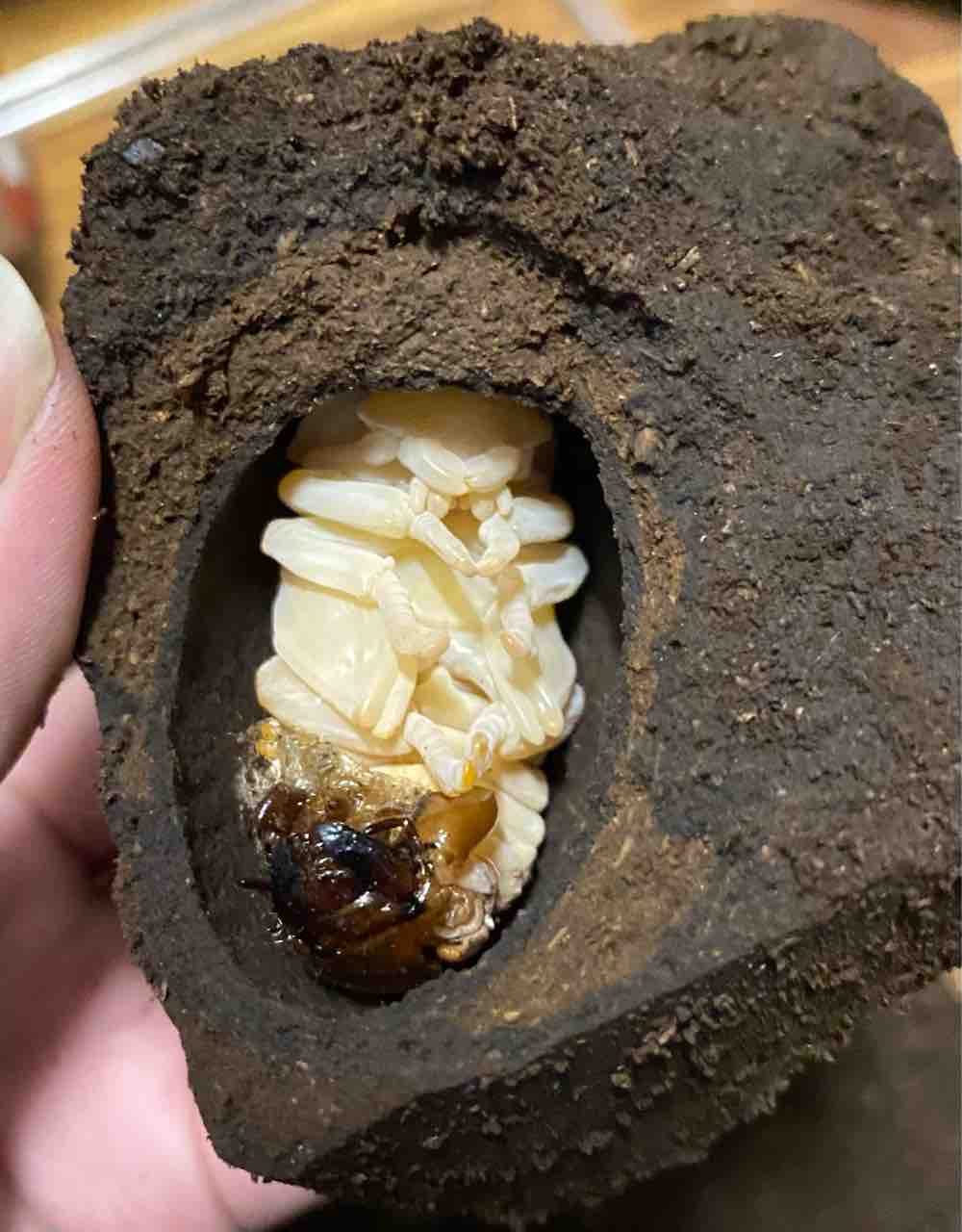 クベラツヤクワガタ (fallaciosa) タイ産 飼育記 : テツの クベラツヤクワガタ (fallaciosa) タイ産 飼育記 : テツの