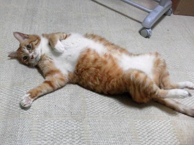 にゃーん あまゆーずのこころ