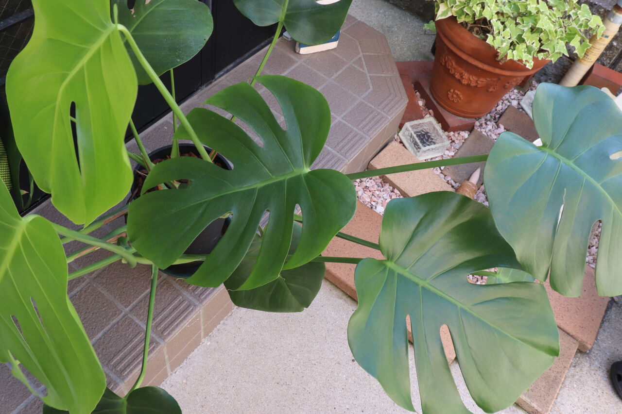 カインズホーム はじめてモンステラの植え替えをやってみました やさしい時間と もたない暮らし Powered By ライブドアブログ