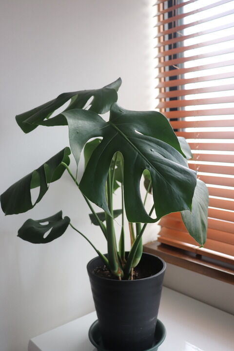 カインズホーム はじめてモンステラの植え替えをやってみました やさしい時間と もたない暮らし Powered By ライブドアブログ