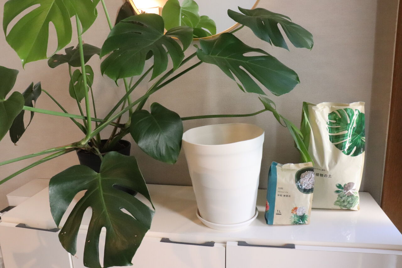 カインズホーム はじめてモンステラの植え替えをやってみました やさしい時間と もたない暮らし Powered By ライブドアブログ