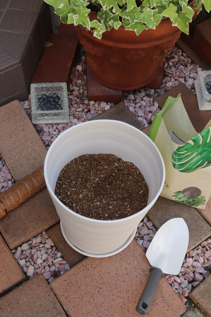 カインズホーム はじめてモンステラの植え替えをやってみました やさしい時間と もたない暮らし Powered By ライブドアブログ