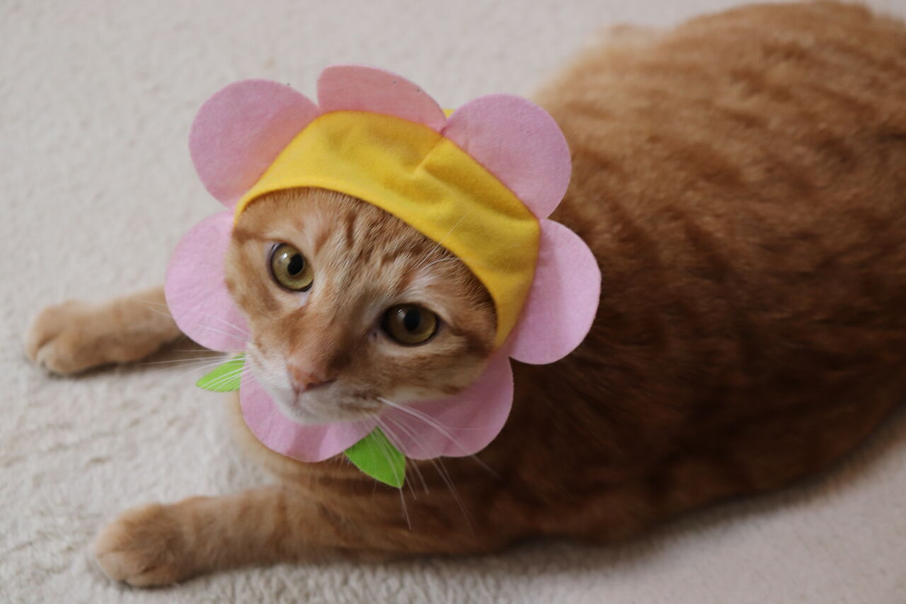 猫と暮らす家 やさしい時間と もたない暮らし Powered By ライブドアブログ