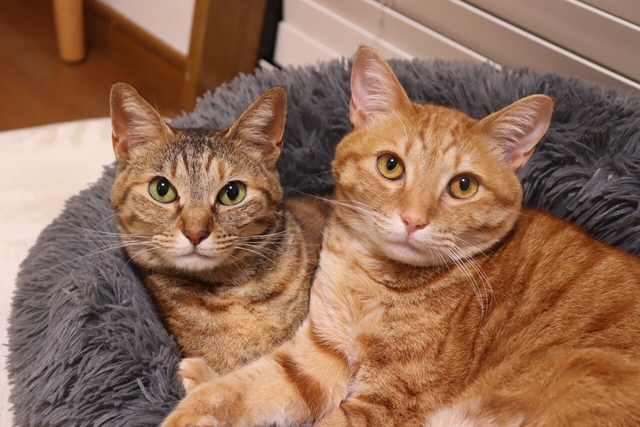 猫と暮らす毎日 やさしい時間と もたない暮らし Powered By ライブドアブログ 猫と暮らす毎日 やさしい時間と もたない暮らし Powered By ライブドアブログ