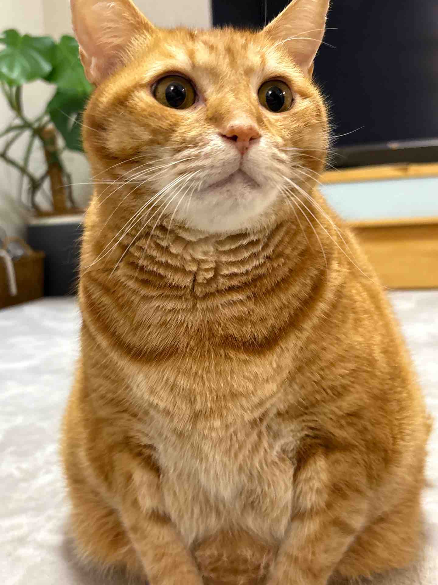 猫にボロボロにされたソファー、【たった110円】で新品級に！羊毛