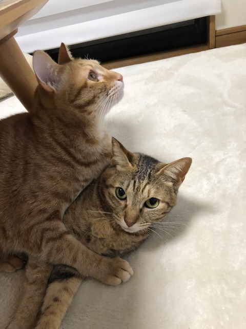 Bzm2l5QwQpKc9yDkwNJS+Q