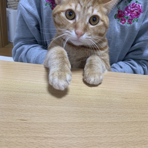 SlCA8xvnTvKSiD36LHQ8ow